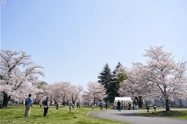 写真：真如ヤーナ お花見散歩　提供：真如苑