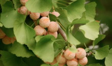 真如ヤーナだよりのイメージ写真 提供：真如苑