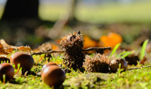 真如ヤーナだよりのイメージ写真 提供：真如苑