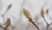 真如ヤーナだよりのイメージ写真 提供：真如苑