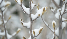 真如ヤーナだよりのイメージ写真 提供：真如苑