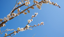 真如ヤーナだよりのイメージ写真 提供：真如苑