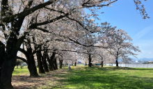 真如ヤーナだよりのイメージ写真 提供：真如苑