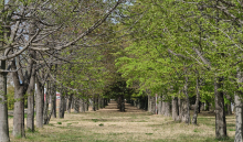 真如ヤーナだよりのイメージ写真 提供：真如苑